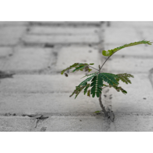 A small green plant growing through cracks in a gray brick pathway, symbolizing resilience and new beginnings.