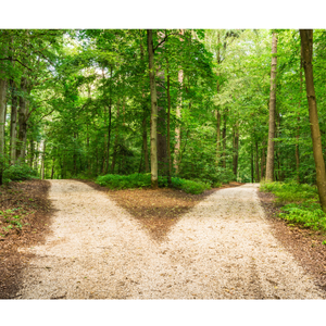 wo paths diverging in a lush green forest, symbolizing a moment of decision and personal change.